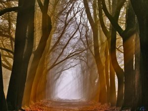 path trail road